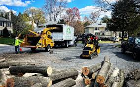 Best Tree Disease Treatment  in Bay Shore, NY