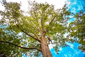 Best Storm Damage Tree Cleanup  in Bay Shore, NY