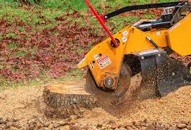 Best Tree Cabling and Bracing  in Bay Shore, NY