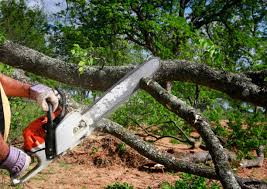 Best Lawn Renovation and Restoration  in Bay Shore, NY