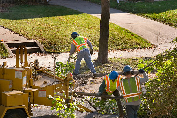 Best Palm Tree Trimming  in Bay Shore, NY