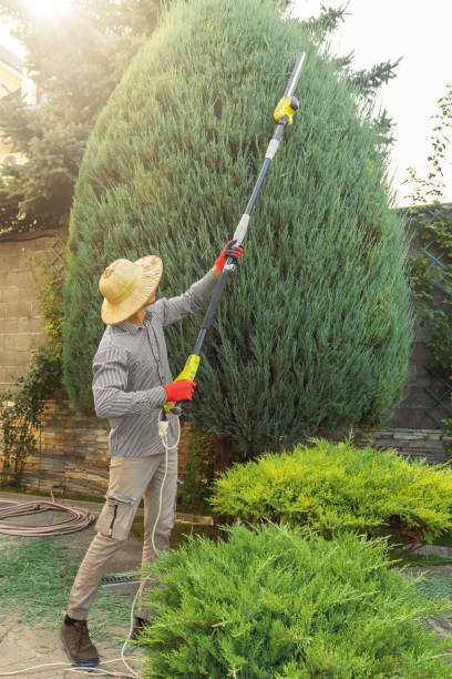 Best Tree Health Inspection  in Bay Shore, NY