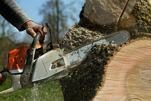 How Our Tree Care Process Works  in  Bay Shore, NY